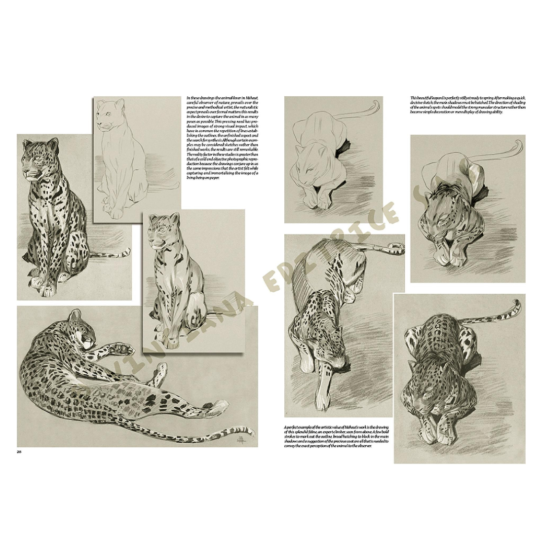 Livro Coleção Leonardo Nº 38 Animais de Mathurin edições vinciana