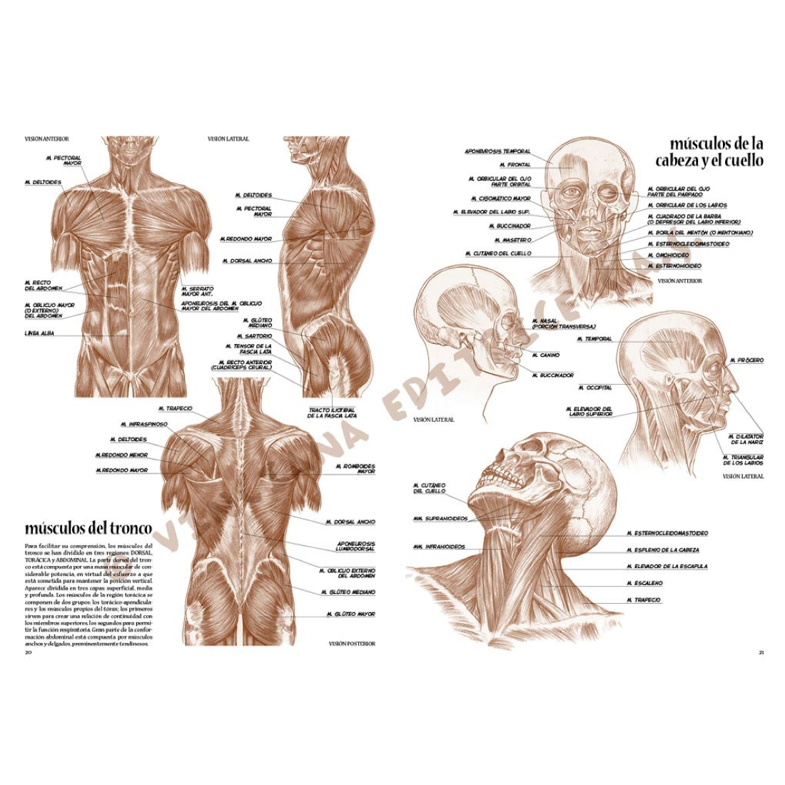 Livro Coleção Leonardo Nº 4 Anatomia edições vinciana