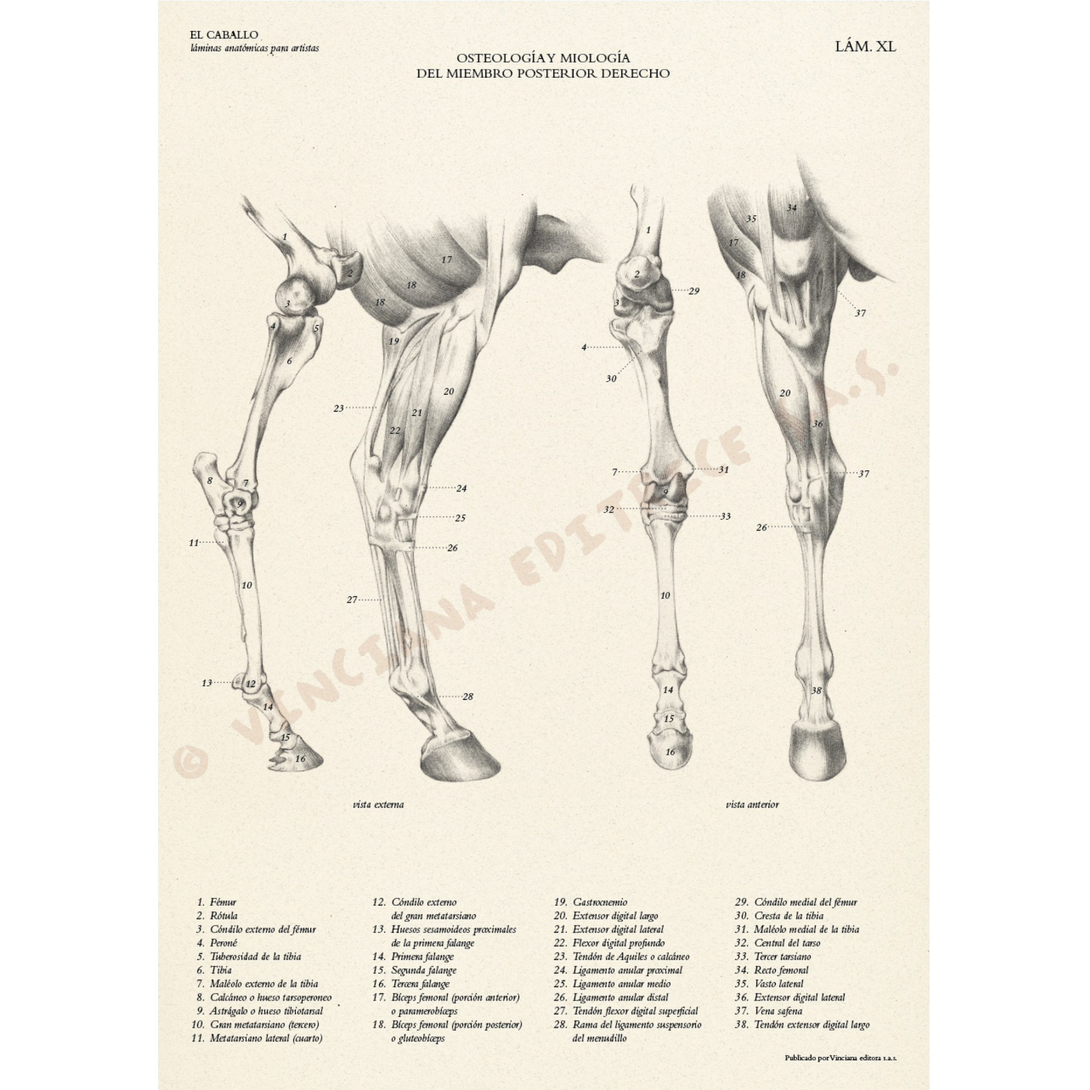 Livro Coleção Leonardo O Cavalo Anatómico edições Vinciana