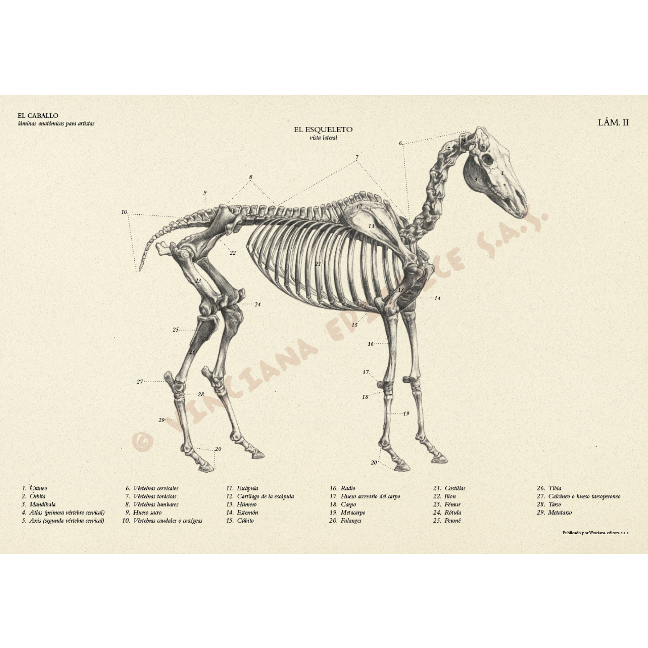Livro Coleção Leonardo O Cavalo Anatómico edições Vinciana