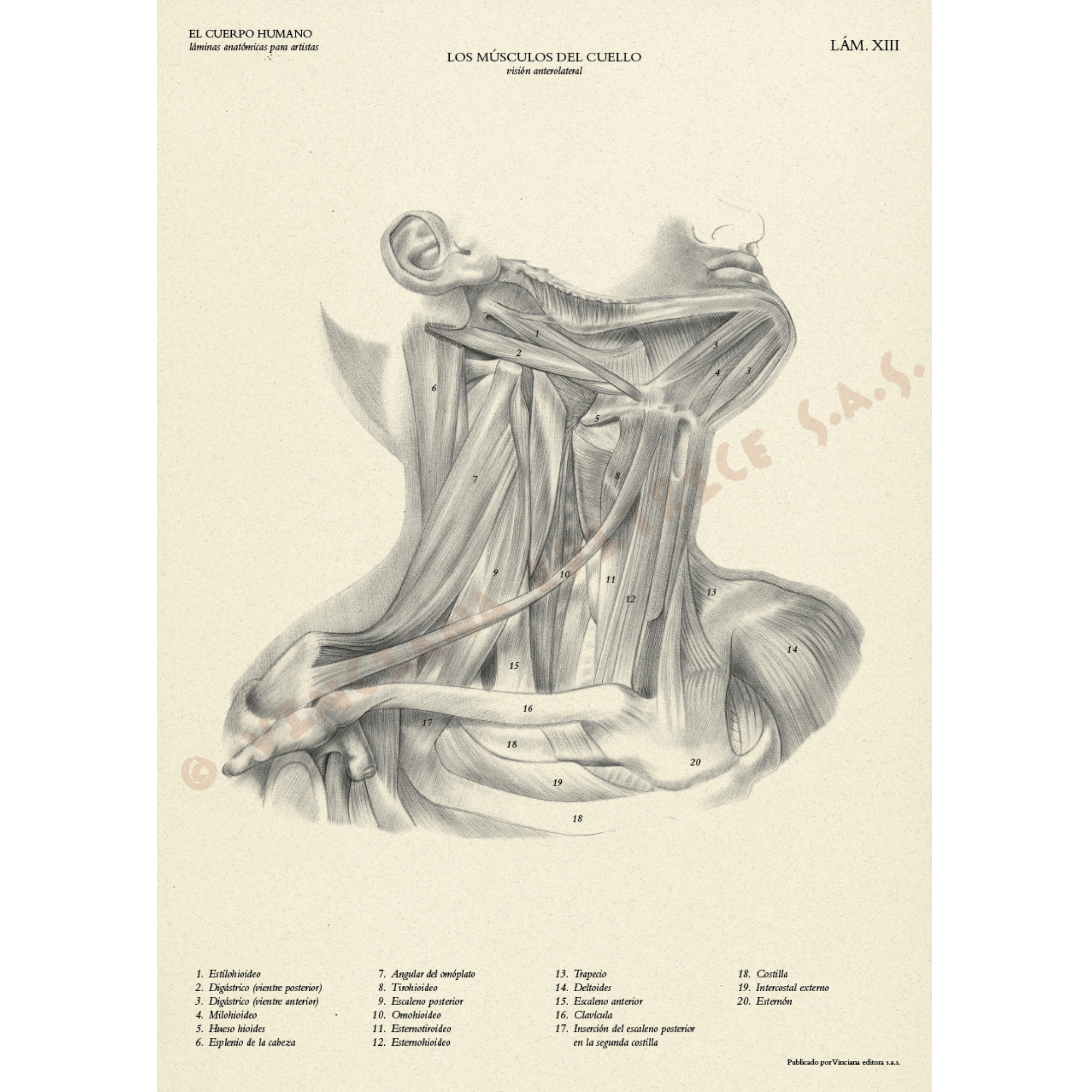 Livro Coleção Leonardo O Corpo Humano Anatómico edições Vinciana