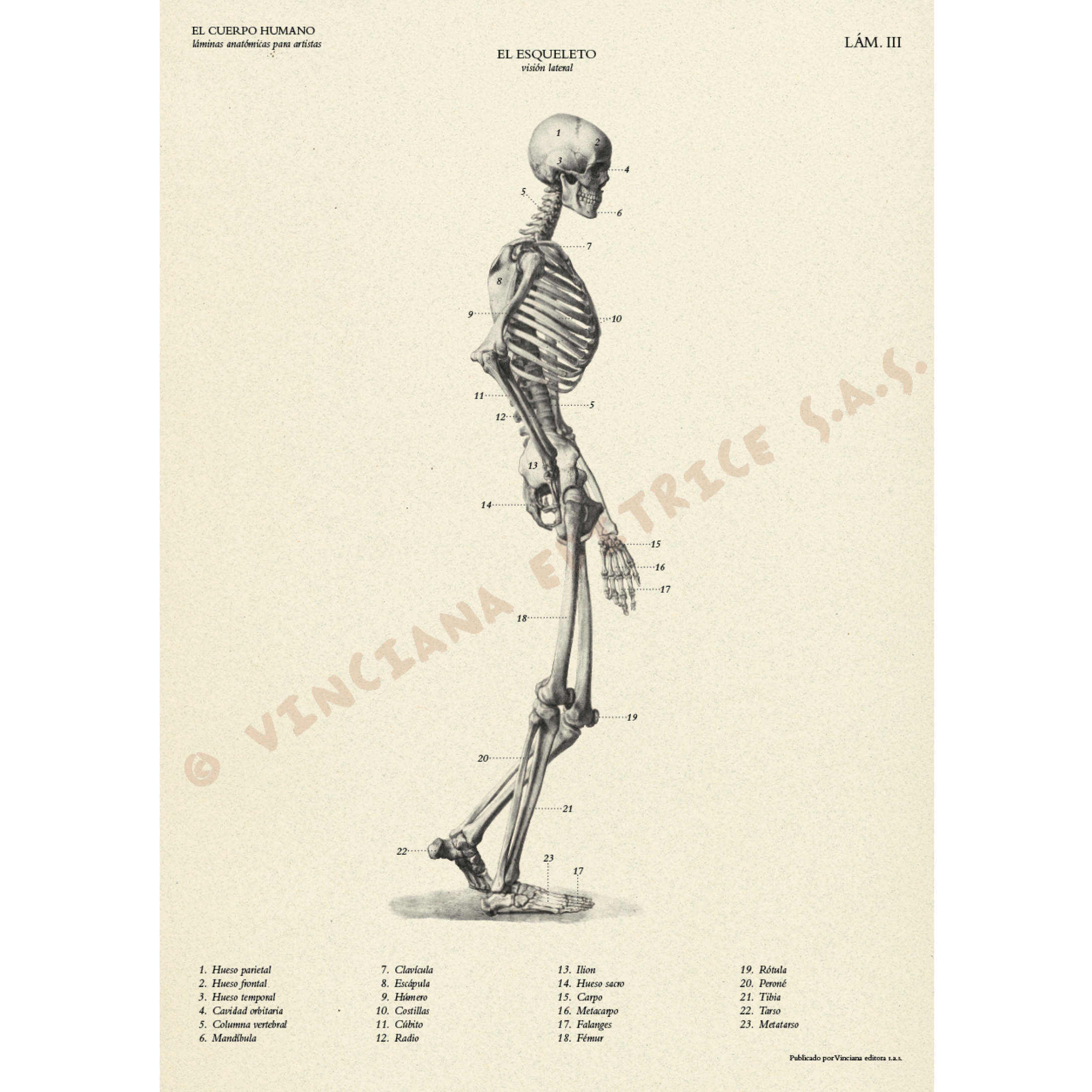 Livro Coleção Leonardo O Corpo Humano Anatómico edições Vinciana